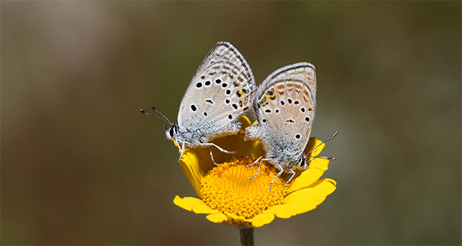 Nadir görülen kelebekler bu karelerde
