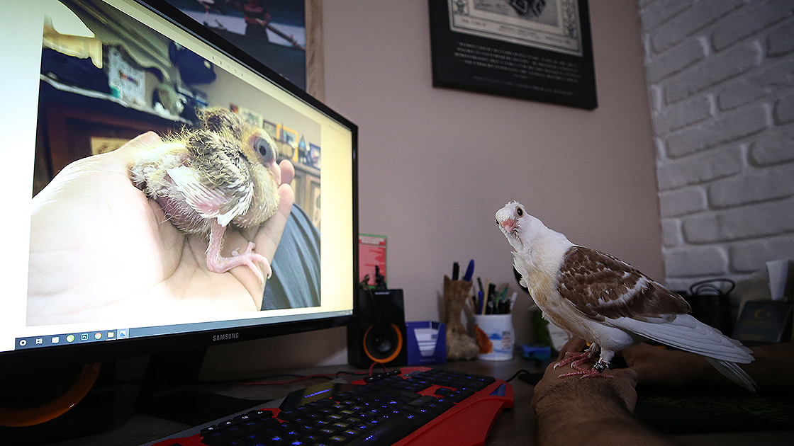 ÖLMEK ÜZEREYKEN KURTARILAN ‘ZİBİDİ’