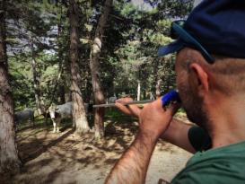 DAĞDA GEYİK DEĞİL DANA AVLIYORLAR!