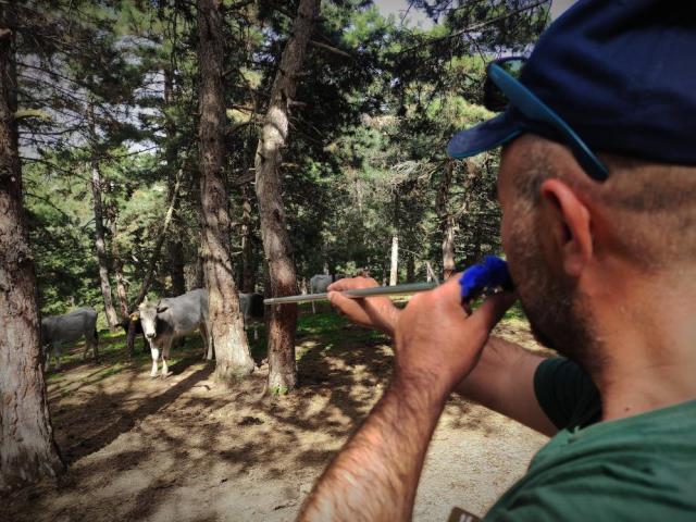 DAĞDA GEYİK DEĞİL DANA AVLIYORLAR!