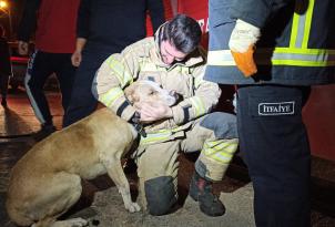 YANGINDA DUMANDAN ETKİLENEN KÖPEĞE SAĞLIK GÖREVLİSİNDEN KALP MASAJI
